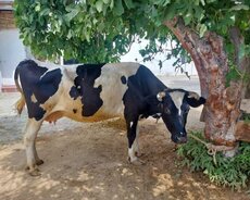 Sağlam İnək satılır