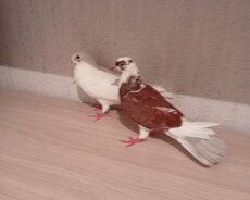 Göyərçin satışı