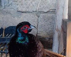 Qırqovullarin satışı