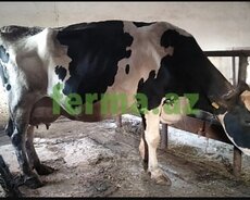 Fermaya işci axtarılır tecılı