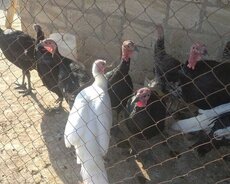 Ördək Qaz Hündüşka Çolpa