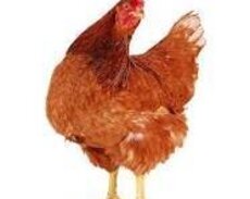 Lohman Brown Fərələri