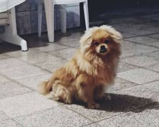 Pomeranian spiths satılır