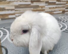 Holland lop