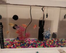 akvarium və baliqlar satilir