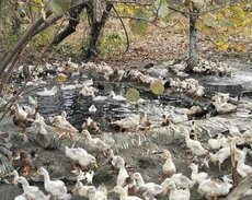 Ördək satılır 5 manatdan 9 manatadək