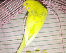 1 ədəd əla baxılmış növü "muhabbet kuşu" dur. Almağa dəyər