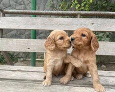 Koker spaniel balası