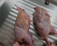 təmizlənmiş bildircin