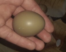 Qırqovul yumurtasi