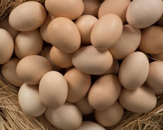 Avstralorp yumurtası satılır