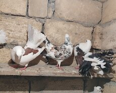 Домашние голуби принадлежат 6 птицам