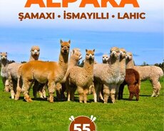 Удивительная Шамахи Альпака - Исмаиллы Тур по Лагичу