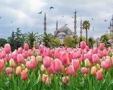 İstanbul turpaket ekanom
