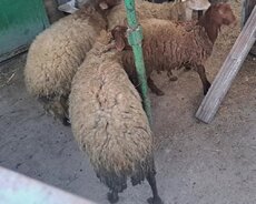 1 коза + 1 овца + 3 овцы
