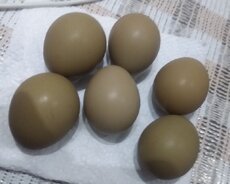 Фазановое яйцо