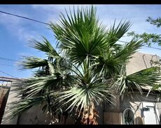 Palma ağaci