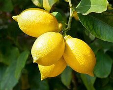 "Limon ağacları"