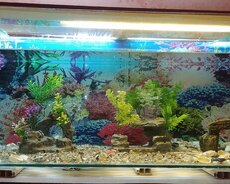 Akvarium və balıqlar