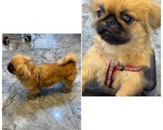 Pekines it dişi