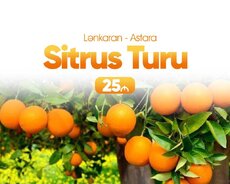 Lənkəran Astara Sitrus turu