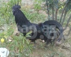 Ayam cemani (zemani)