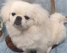 Pekines satilir