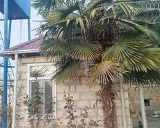 Palma ağacları satılır