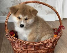 Akita Inu balalari satilir