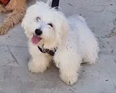 Mikro Maltipoo