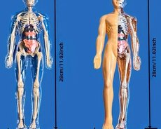 İnsan anatomiyası modeli