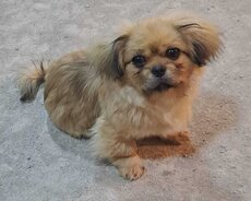 Pekines satılır