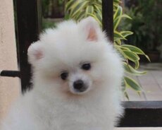 Pomeranian şpits dişi 1 ay Tualet mədəniyəti var