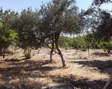 Maştağa Albali