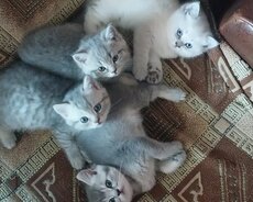 Şinşila balalri satilir