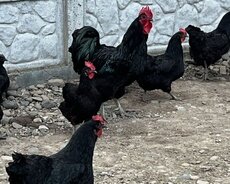 Təmiz qan australorplar cücülüri və yumurtaları satılır