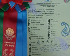 Вельш корги пемброк