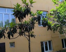 həyət Evi 7 Otaqli Kupcali