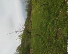 Torpaq sahəsi satılır qiyməti razılaşma yolu ilə