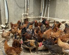 Kənd colpası satlır