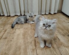 Pers pişik balaları