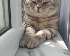 Erkək şotland pişik cütləşdirilir