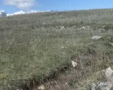 12 sot Ərazi satılır Şamaxı Çuxuryurd