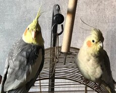 2 quş itkin düşüb