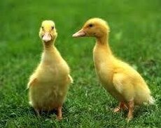 Pekin ördəkləri