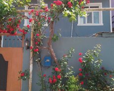 Masazır qəsəbəsi mərkəzdə Paket Kupça həyət evi