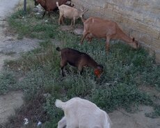 Alpin təkə satılır