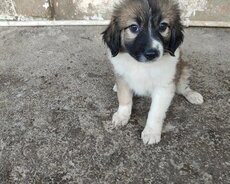 Balaca kucukler sahiblendirilir