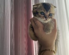 котята