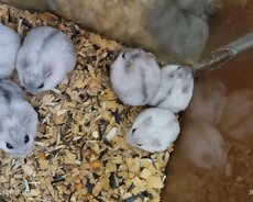 Cunqarik satışı tək 6 manat cütü 12 man